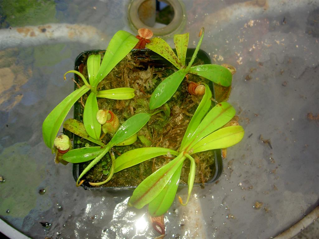 Nepenthes tentaculata x talangensis 1